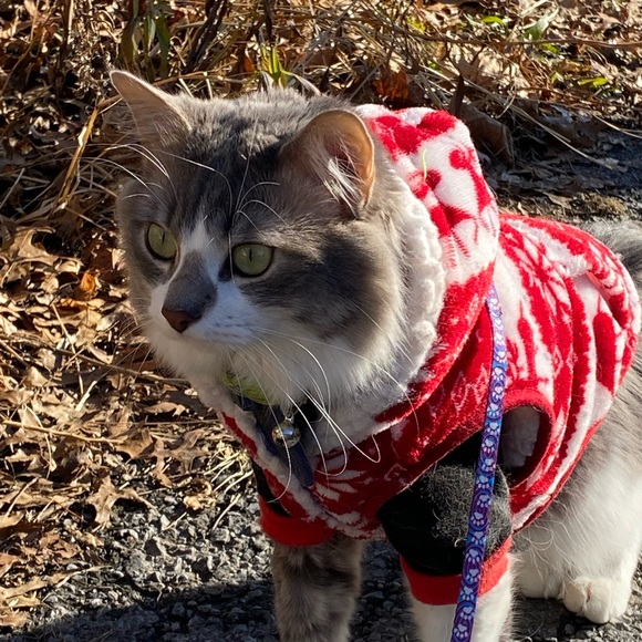 ‼️‼️ LIVE SHOW SCHEDULE ‼️‼️ - Picture 3 of 16